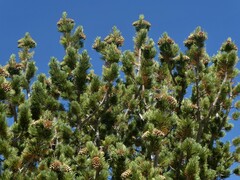 Pinus flexilis