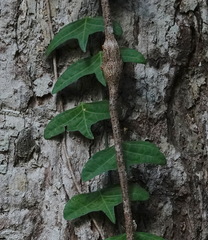 Adenia cordifolia