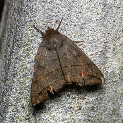 Noctuoidea