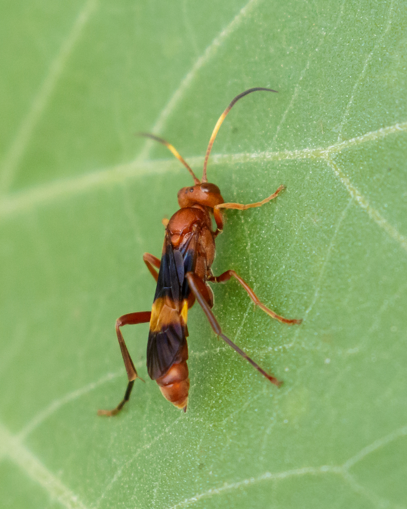 Trogomorpha arrogans