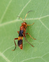 Trogomorpha arrogans