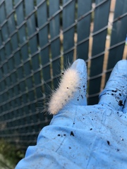 Spilosoma
