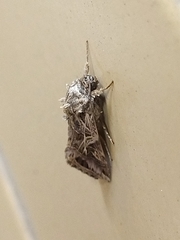 Spodoptera litura