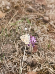 Polyommatus icarus