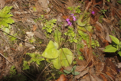 Pinguicula macrophylla