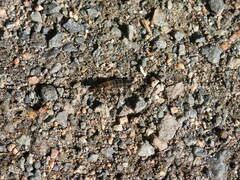 Ocypus aeneocephalus