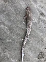 Scyliorhinus canicula