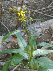 Senecio triangularis