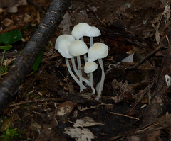 Hemimycena