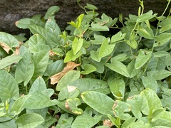 Convolvulus arvensis