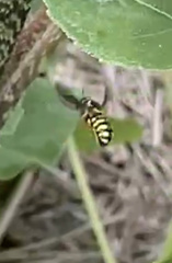 Dianthidium