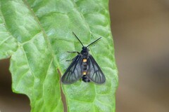 Psichotoe duvaucelii