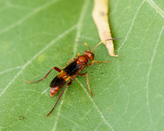 Trogomorpha arrogans