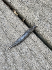 Megapallifera mutabilis