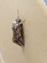 Spodoptera litura