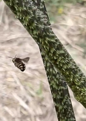 Dianthidium