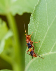 Trogomorpha arrogans