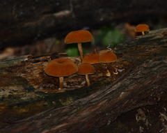 Pholiota granulosa