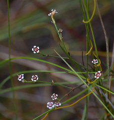 Euphorbia polyphylla