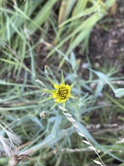 Tragopogon pratensis
