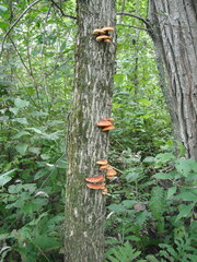 Flammulina velutipes