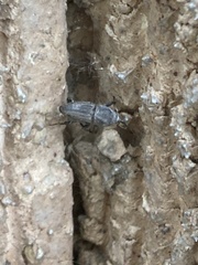 Sphenophorus parvulus