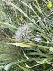 Tragopogon pratensis