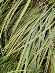 Cortaderia jubata