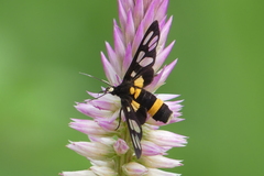 Amata sperbius
