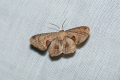 Phazaca leucocera