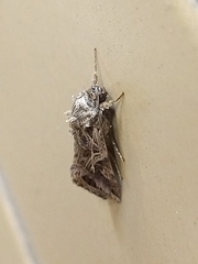 Spodoptera litura