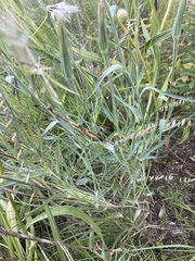 Tragopogon pratensis