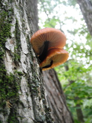 Flammulina velutipes