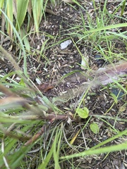 Tragopogon pratensis