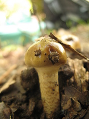 Cortinarius trivialis