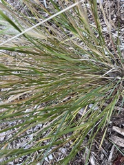 Hordeum jubatum