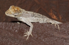 Anolis cusuco