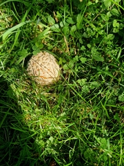 Saproamanita vittadinii