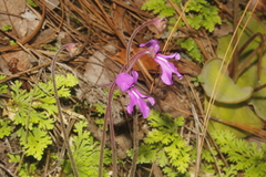 Pinguicula macrophylla