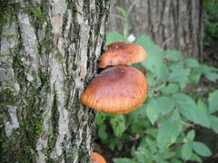 Flammulina velutipes