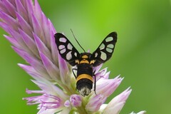 Amata sperbius