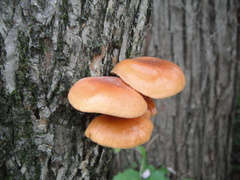 Flammulina velutipes