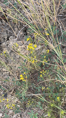 Medicago falcata
