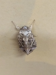 Spodoptera litura