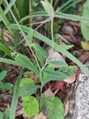 Emilia prenanthoidea