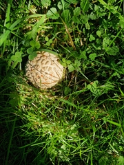 Saproamanita vittadinii