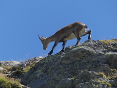 Capra ibex