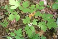 Actaea rubra neglecta