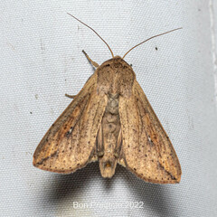 Mythimna