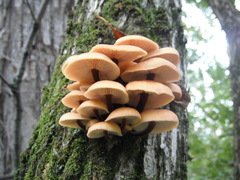 Flammulina velutipes